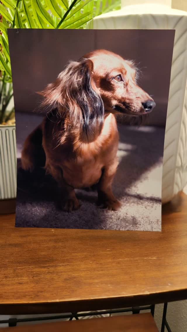 Remembering Our Beautiful Bella ❤️